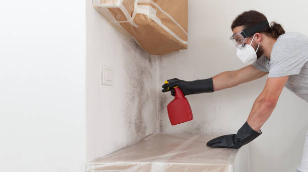 Professional Basement Mold Removal technician working in Quincy, MA