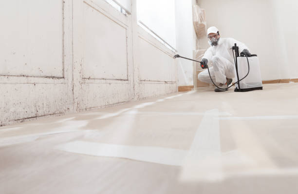 24/7 Emergency Basement Mold Removal experts in Quincy, MA