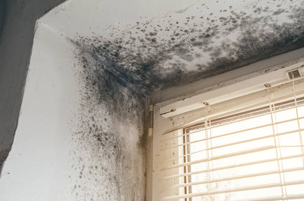Affordable Basement Mold Removal solutions in Quincy, MA