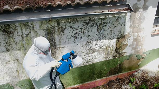 Top rated local Basement Mold Removal specialists in Quincy, MA